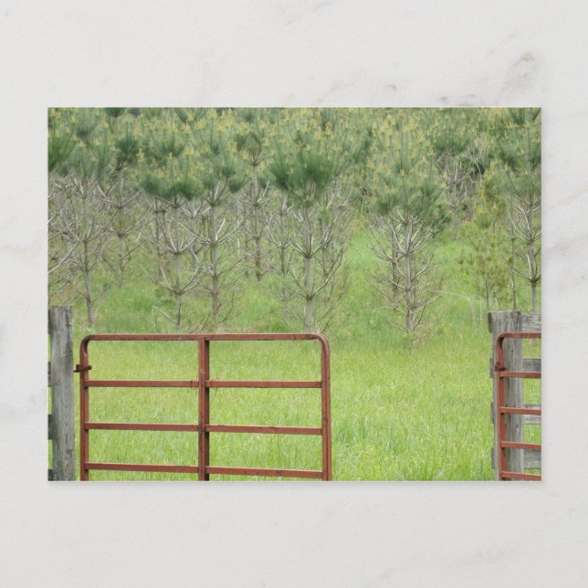 Benutzerdefiniert in die Pines Postkarte (Vorderseite)