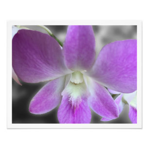 Benutzerdefinierte 16 x 20 Foto-Erweiterung Fotodruck