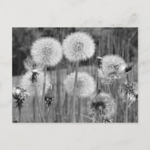 Benutzerdefinierte B&W Löwenzahn-Puff-Blumenpostka Postkarte