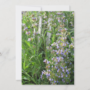 Benutzerdefinierte Einladungen für Blue Sage-Blume