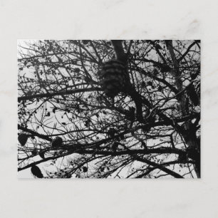Benutzerdefinierte Natur Postcard Wildlife Foto Postkarte