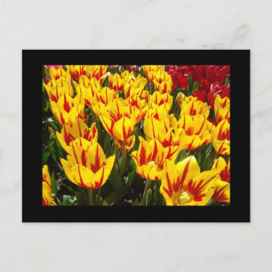 Benutzerdefinierte Postkarten Gelbe Rote Tulpen Bl