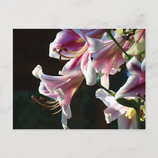 Benutzerdefinierte Postkarten Rosa Blume Garten (Vorderseite)