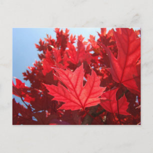 Benutzerdefinierte Red Fall Tree-Blätter für Postk Postkarte
