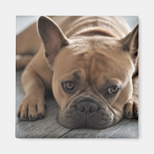 Benutzerdefinierter Foto Haustier Hund Magnet (Vorne)