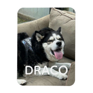 Benutzerdefinierter Hund-Foto-Magnet mit Namen - P Magnet