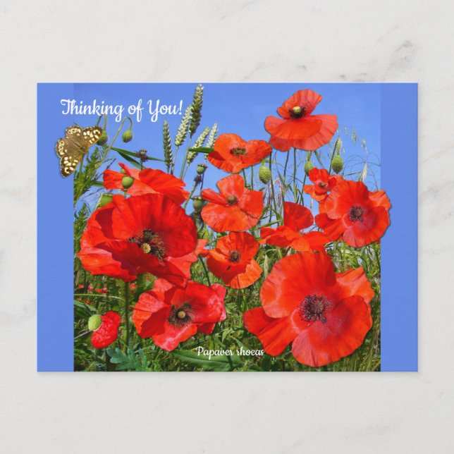 Benutzerdefinierter Text mit rotem Mohnfeld Postkarte (Vorderseite)