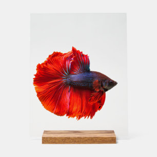 Benutzerdefiniertes 11" x 14" Acrylzeichen, mit Ho Acrylschild