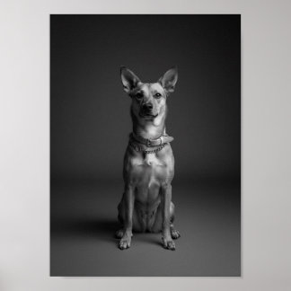Benutzerdefiniertes 4K Schwarz-Weiß-Haustier-Portr Poster