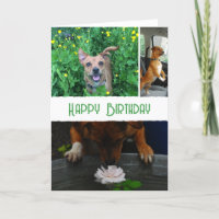 Benutzerdefiniertes Begleiter (Hund) Foto und Meld