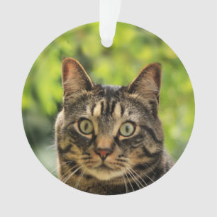 Benutzerdefiniertes braunes Tabby-Katzenfoto Ornament