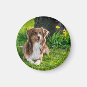 Benutzerdefiniertes Foto für Hunde Magnet