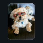 Benutzerdefiniertes Foto Kühlschrank-Magnet Magnet<br><div class="desc">Benutzerdefiniertes Foto Kühlschrank-Magnet</div>