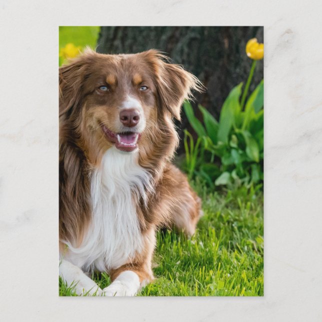 Benutzerdefiniertes Personalisiertes Foto Postkarte (Vorderseite)