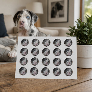 Benutzerdefiniertes rundes Haustierfoto Runder Aufkleber