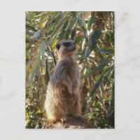 Beobachtender Sentinel: Meerkat im grünen Hintergr