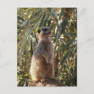 Beobachtender Sentinel: Meerkat im grünen Hintergr Postkarte