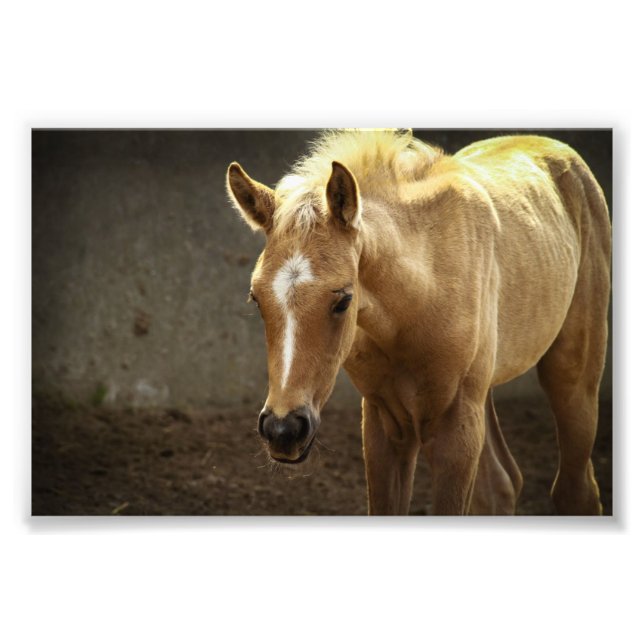 Berber Fohlen Fotodruck (Vorne)