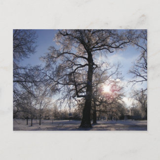 Berea Oak nach Eissturm Postkarte