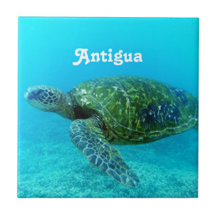 Berechnete Schildkröte Antiguas Falke Fliese