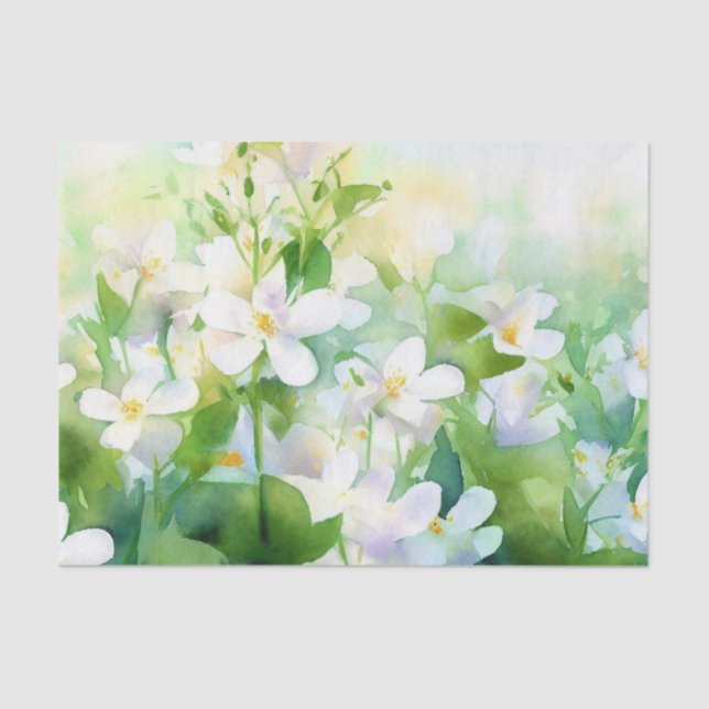 Bereich Blume-Jasmine (B) Aquarellbilder Seidenpapier (Vorderseite)