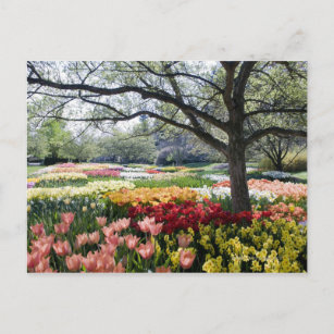 Bereich der Blume am Frühling Postkarte