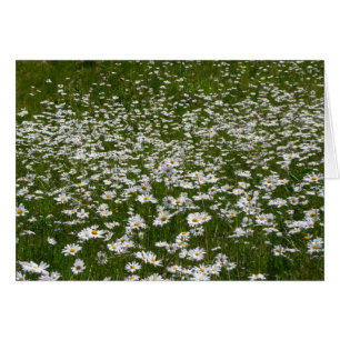 Bereich der Daisies Alaskan-Wildblumen