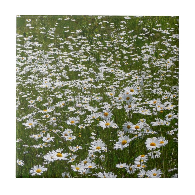 Bereich der Daisies Alaskan-Wildblumen Fliese (Vorderseite)