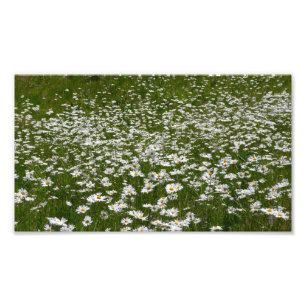 Bereich der Daisies Alaskan-Wildblumen Fotodruck