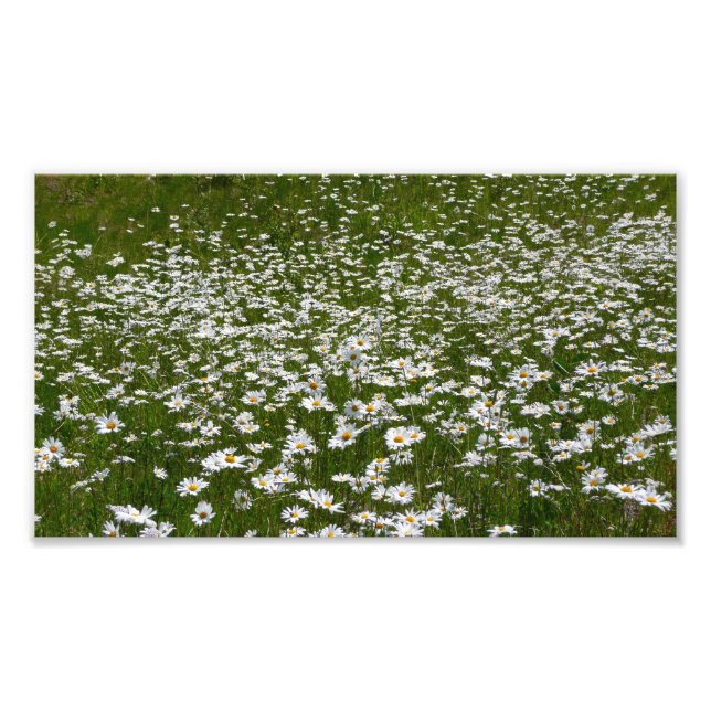 Bereich der Daisies Alaskan-Wildblumen Fotodruck (Vorne)