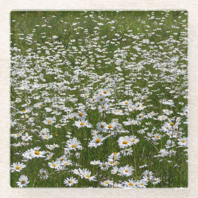 Bereich der Daisies Alaskan-Wildblumen Glasuntersetzer (Vorderseite)