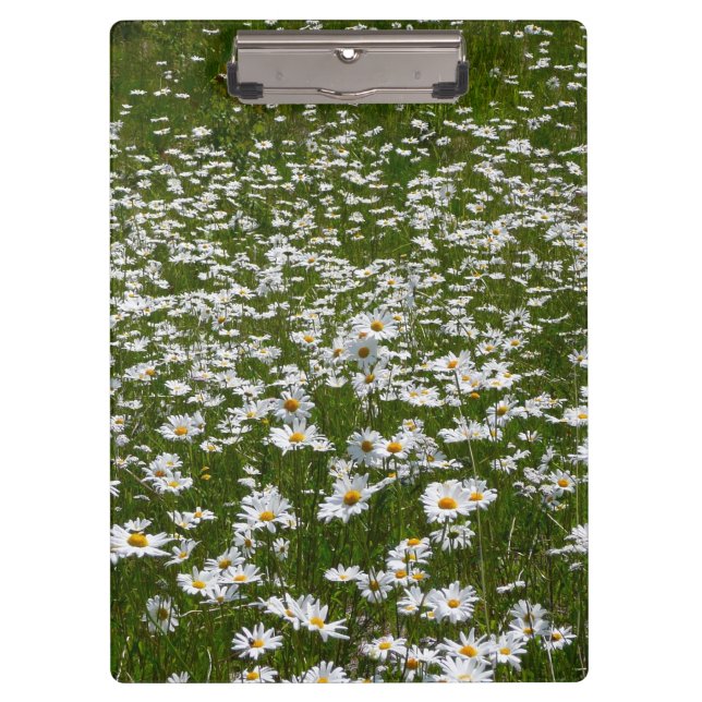 Bereich der Daisies Alaskan-Wildblumen Klemmbrett (Vorderseite)
