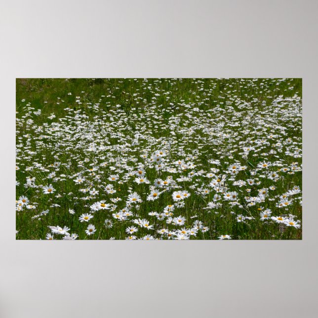 Bereich der Daisies Alaskan-Wildblumen Poster (Vorne)