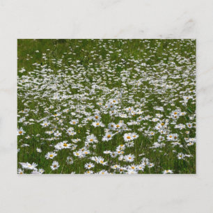 Bereich der Daisies Alaskan-Wildblumen Postkarte