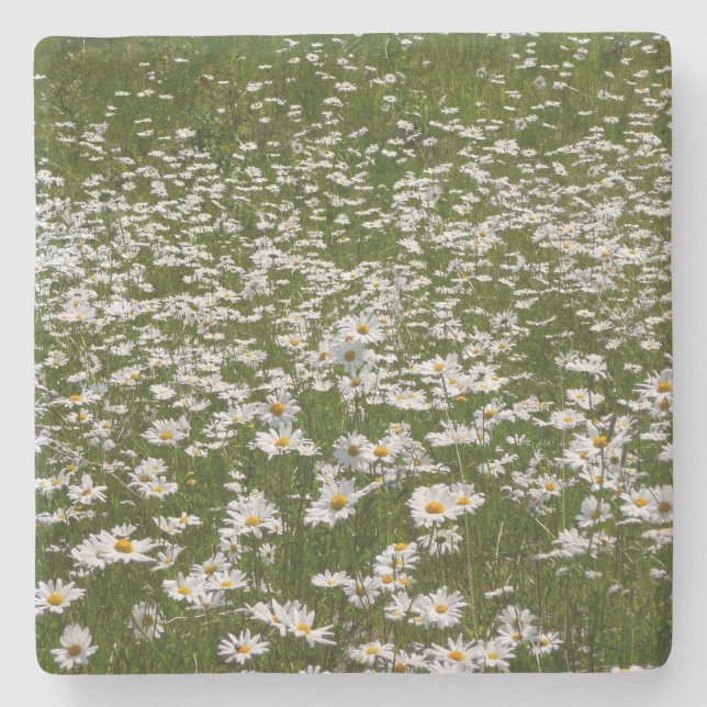 Bereich der Daisies Alaskan-Wildblumen Steinuntersetzer (Vorderseite)