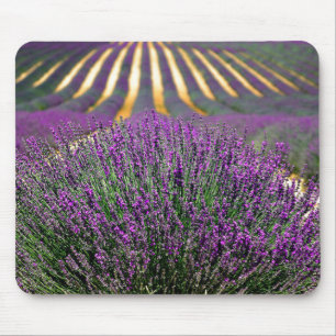 Bereich der lila Lavendel Mousepad