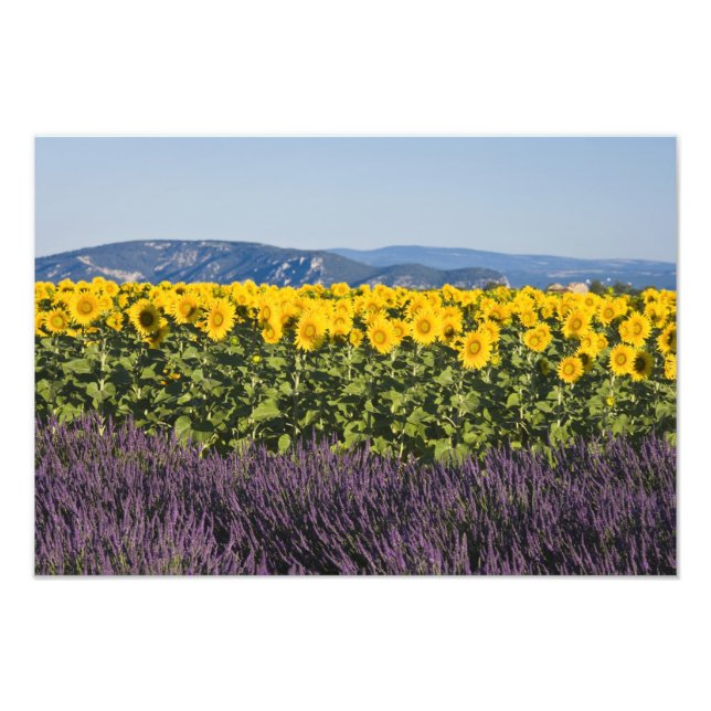 Bereich der Sonnenblumen und Lavendelblumen, Blume Fotodruck (Vorne)