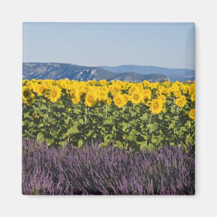 Bereich der Sonnenblumen und Lavendelblumen, Blume Magnet