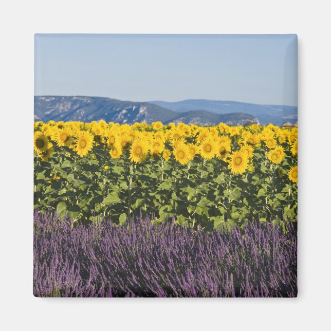 Bereich der Sonnenblumen und Lavendelblumen, Blume Magnet (Vorne)