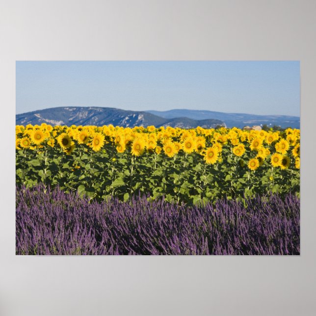 Bereich der Sonnenblumen und Lavendelblumen, Blume Poster (Vorne)