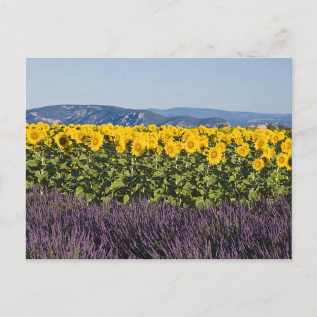 Bereich der Sonnenblumen und Lavendelblumen, Blume Postkarte (Vorderseite)