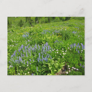 Bereich der Wildblumen auf dem Rainier Postkarte
