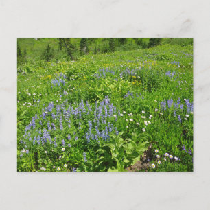 Bereich der Wildblumen auf dem Rainier Postkarte