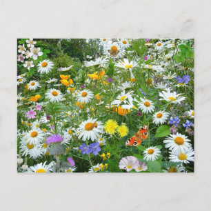 Bereich der Wildblumen Postkarte