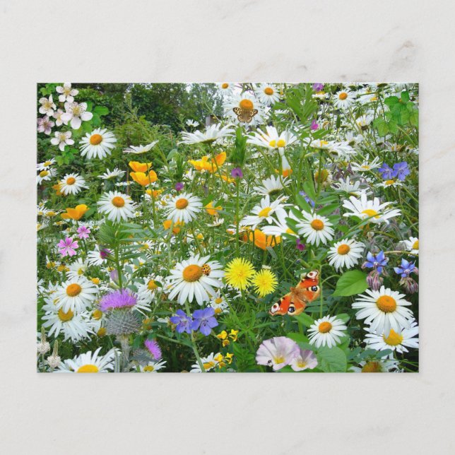 Bereich der Wildblumen Postkarte (Vorderseite)