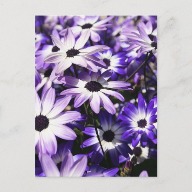 Bereich Lila Postkarte (Vorderseite)