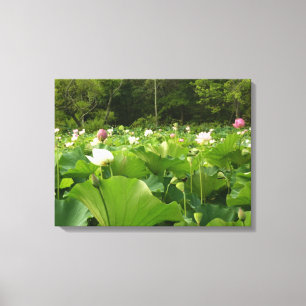 Bereich Lotus Blume Sommergarten Leinwanddruck