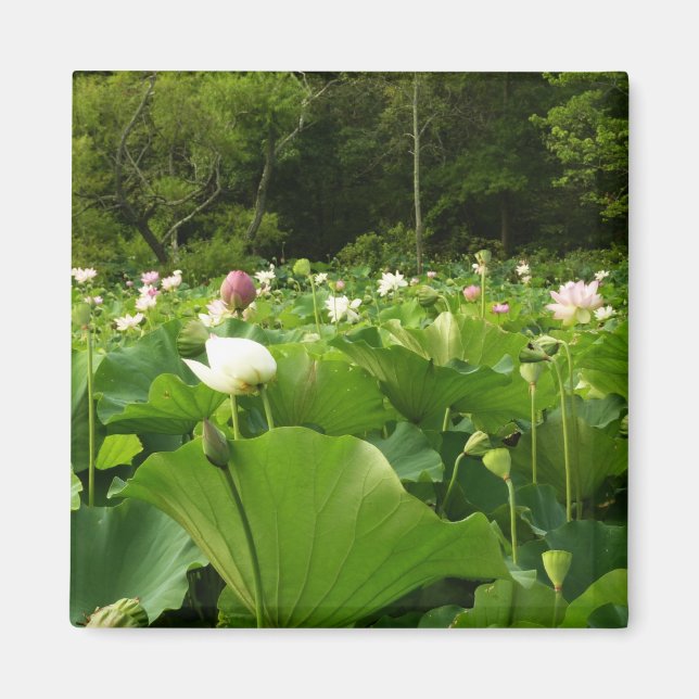 Bereich Lotus Blume Sommergarten Magnet (Vorne)