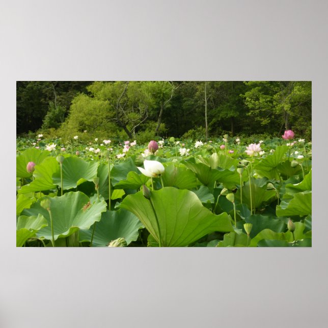 Bereich Lotus Blume Sommergarten Poster (Vorne)