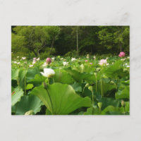 Bereich Lotus Blume Sommergarten